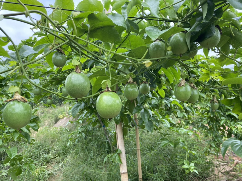 百香果种植园,藤蔓缠绕在支架上,果实成熟 百香果种植园