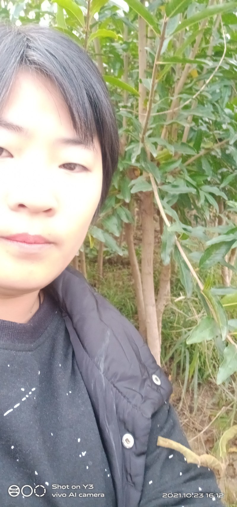 石榴树苗
