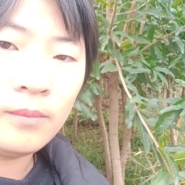 石榴树苗
