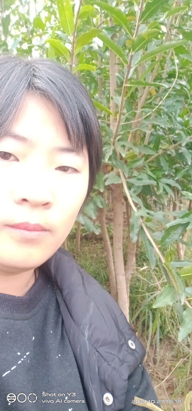 石榴树苗