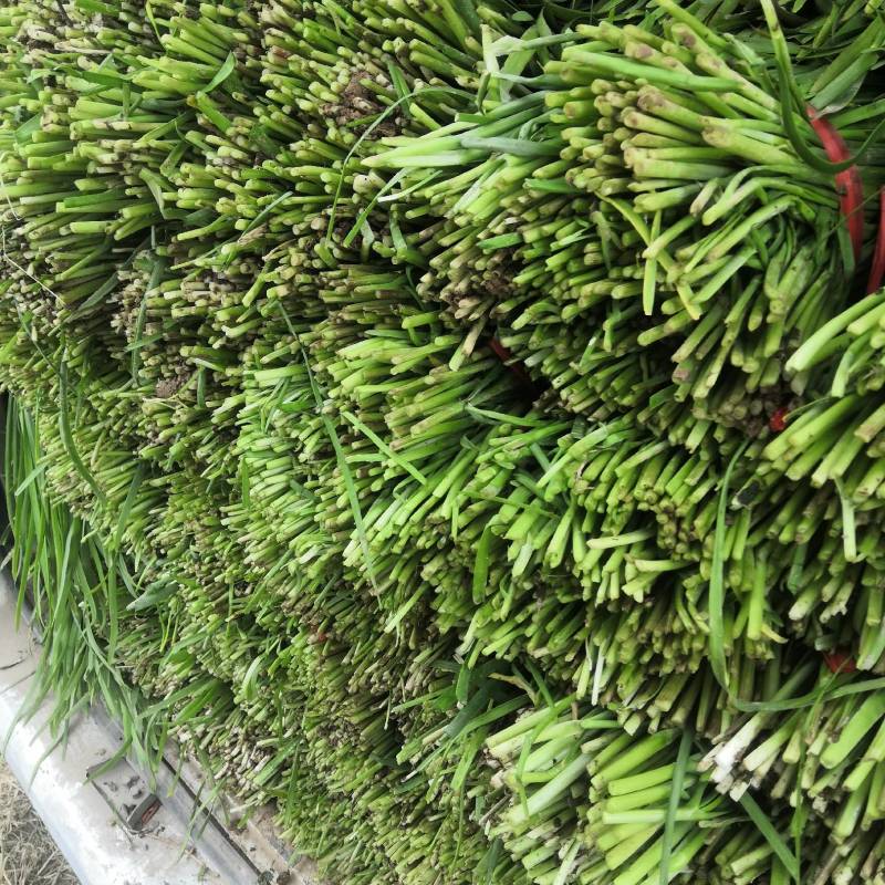 华卅区露地韭菜陆续大量上市欢迎备地客户前来看货订购