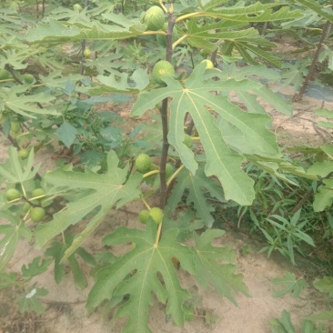 无花果树苗