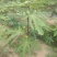无花果树苗