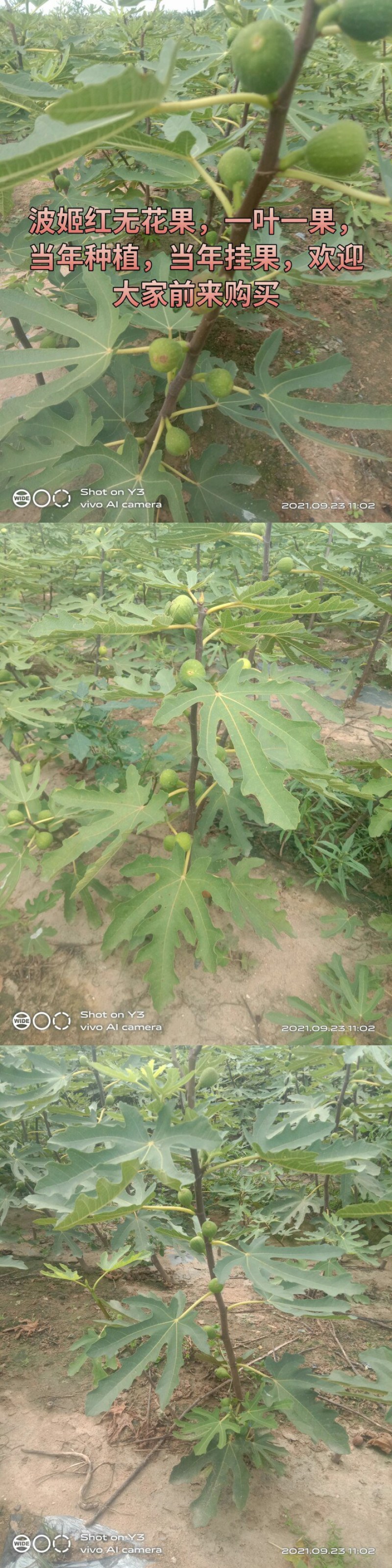 无花果树苗