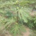 无花果树苗