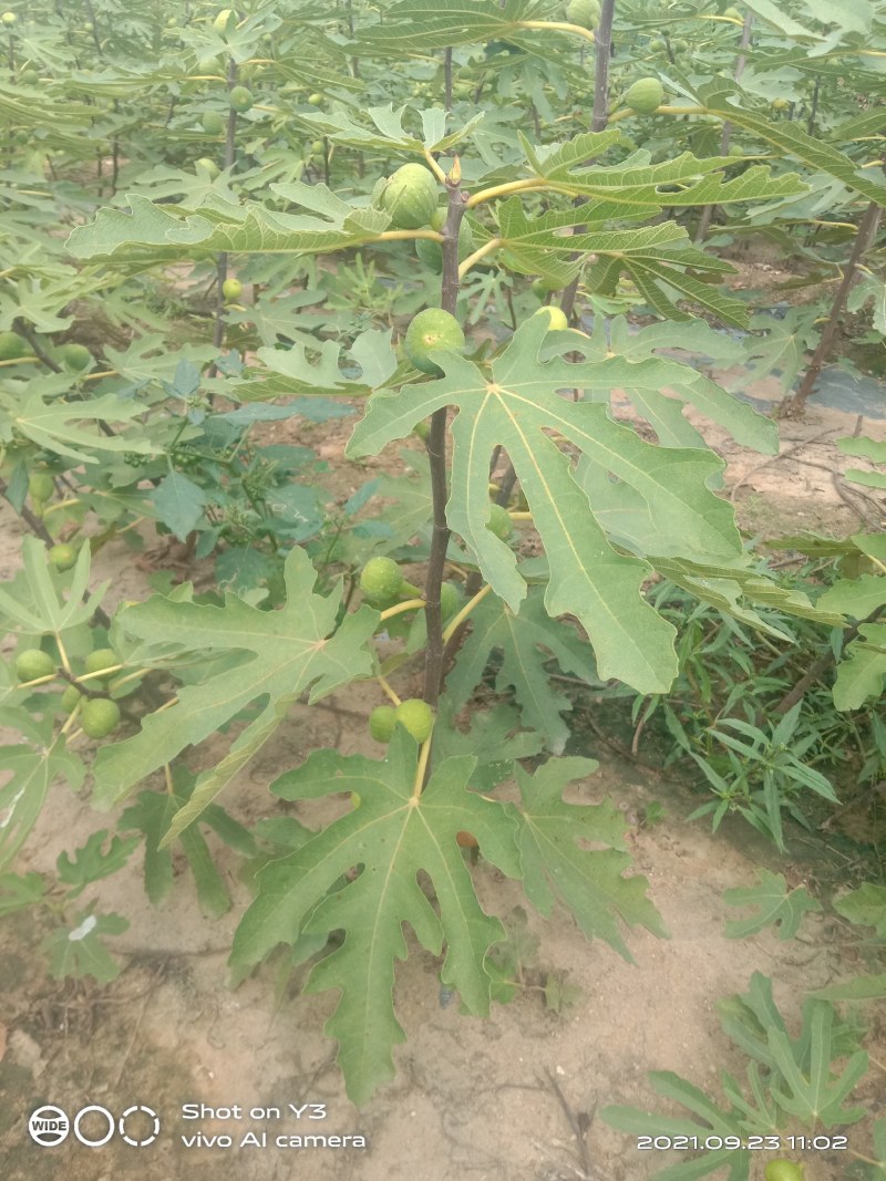 无花果树苗