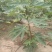 无花果树苗
