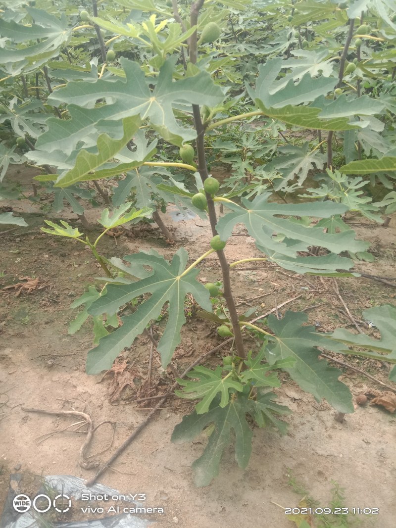 无花果树苗