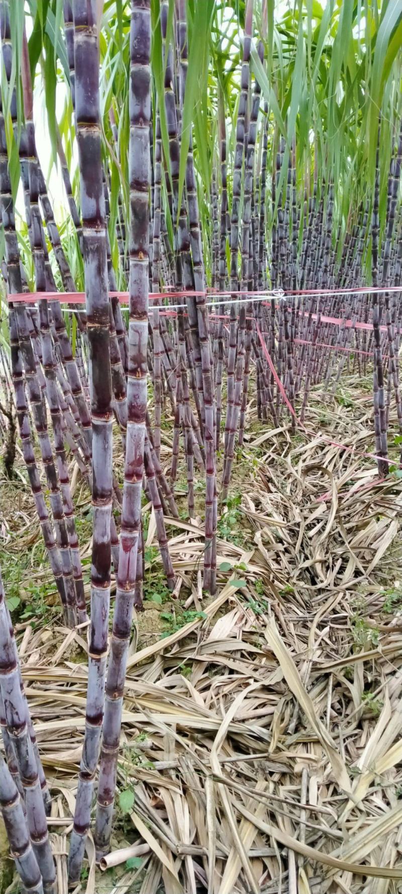 贵州安顺关岭青皮甘蔗红皮甘蔗一手货源