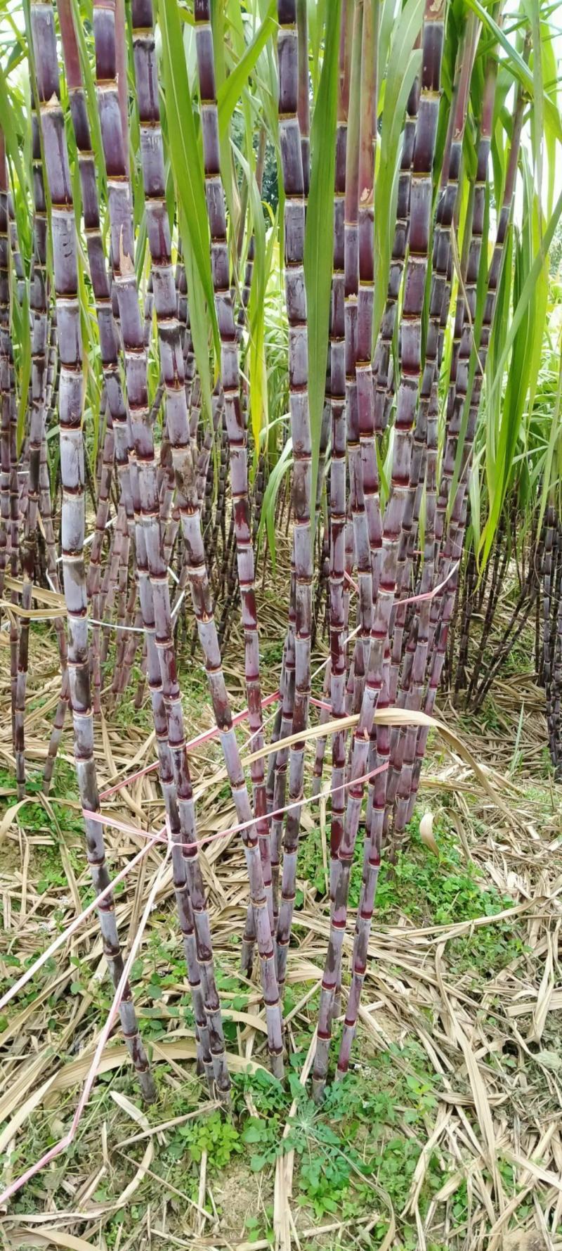 贵州安顺关岭青皮甘蔗红皮甘蔗一手货源