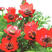 福寿花种子阳台庭院种植四季易种植花草籽红色花朵福寿草种子