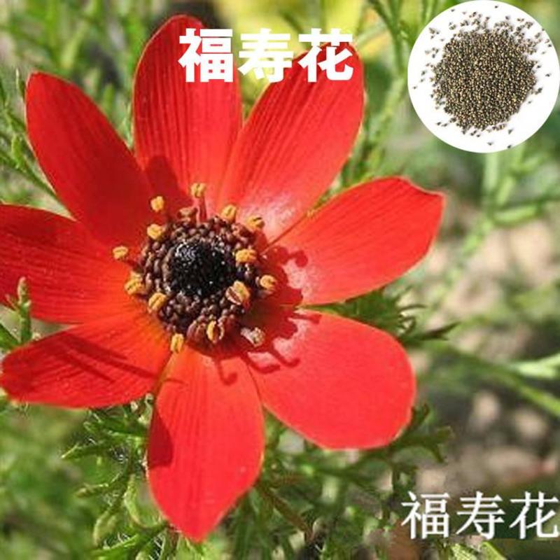 福寿花种子阳台庭院种植四季易种植花草籽红色花朵福寿草种子