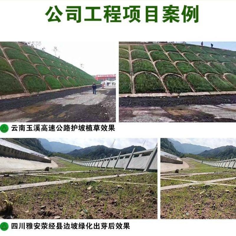 福寿花种子阳台庭院种植四季易种植花草籽红色花朵福寿草种子
