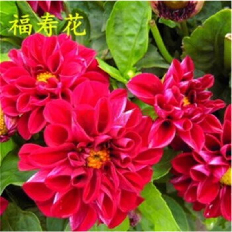 福寿花种子阳台庭院种植四季易种植花草籽红色花朵福寿草种子