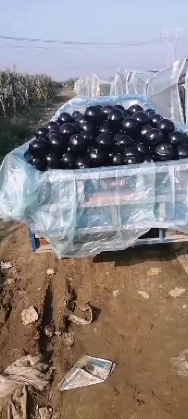 茄子质量优，价格美丽，我愿真诚为广大客商服务，真心交天下