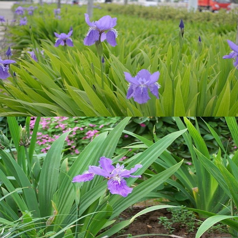 蝴蝶兰苗木蓝鸢尾花绿化工程苗庭院墙角绿化四季常青花卉植物