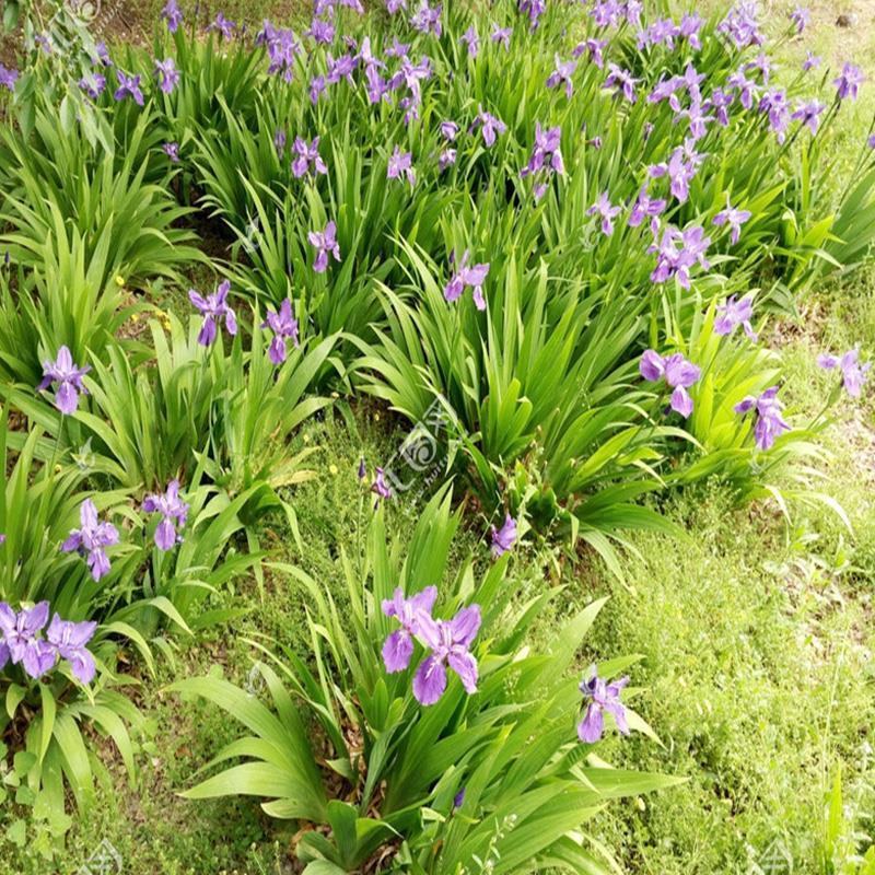 蝴蝶兰苗木蓝鸢尾花绿化工程苗庭院墙角绿化四季常青花卉植物