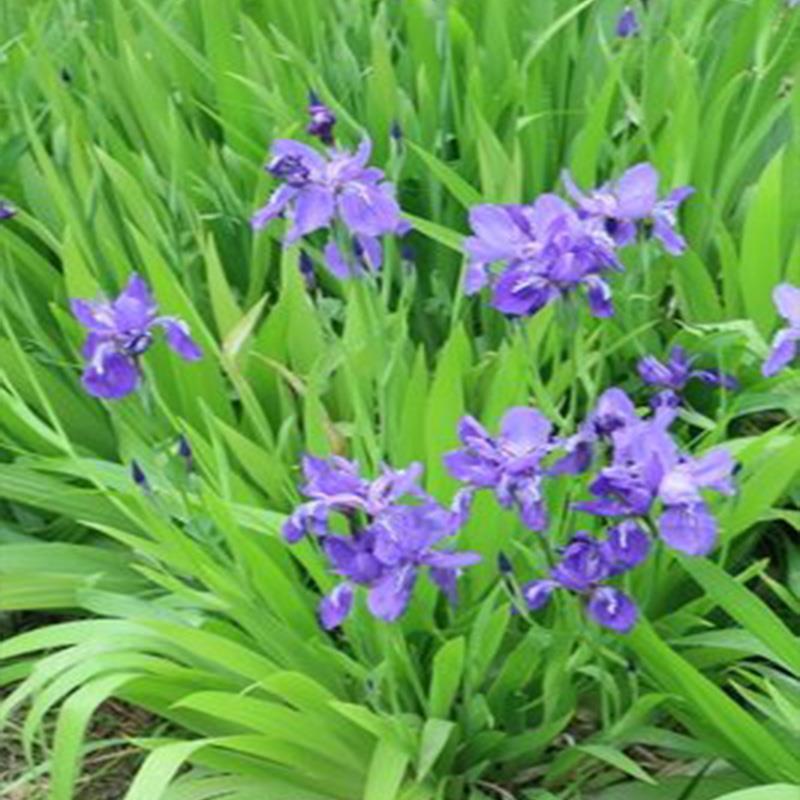 蝴蝶兰苗木蓝鸢尾花绿化工程苗庭院墙角绿化四季常青花卉植物