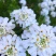 蜂室花种子矮生秋季物庭院屈曲花花籽花草室外花茂密观赏花坛