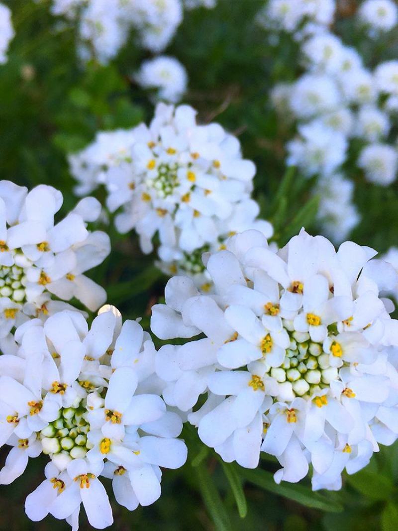 蜂室花种子矮生秋季物庭院屈曲花花籽花草室外花茂密观赏花坛