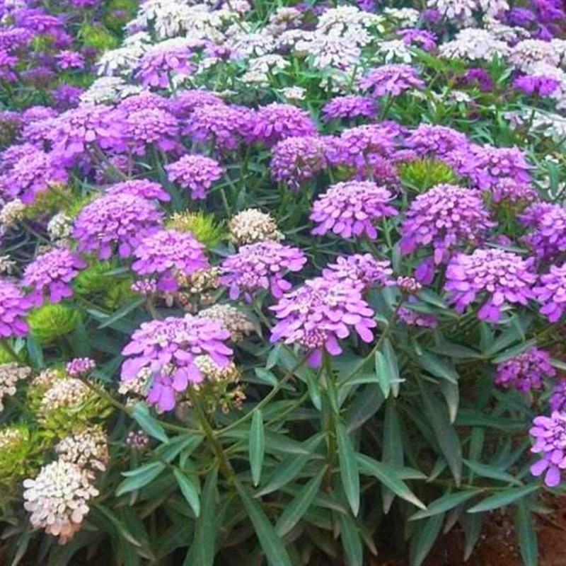 蜂室花种子矮生秋季物庭院屈曲花花籽花草室外花茂密观赏花坛