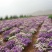 蜂室花种子矮生秋季物庭院屈曲花花籽花草室外花茂密观赏花坛