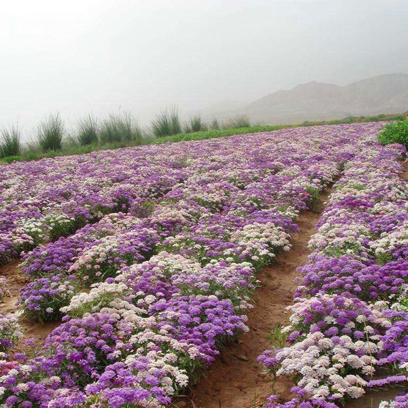 蜂室花种子矮生秋季物庭院屈曲花花籽花草室外花茂密观赏花坛