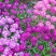 蜂室花种子矮生秋季物庭院屈曲花花籽花草室外花茂密观赏花坛