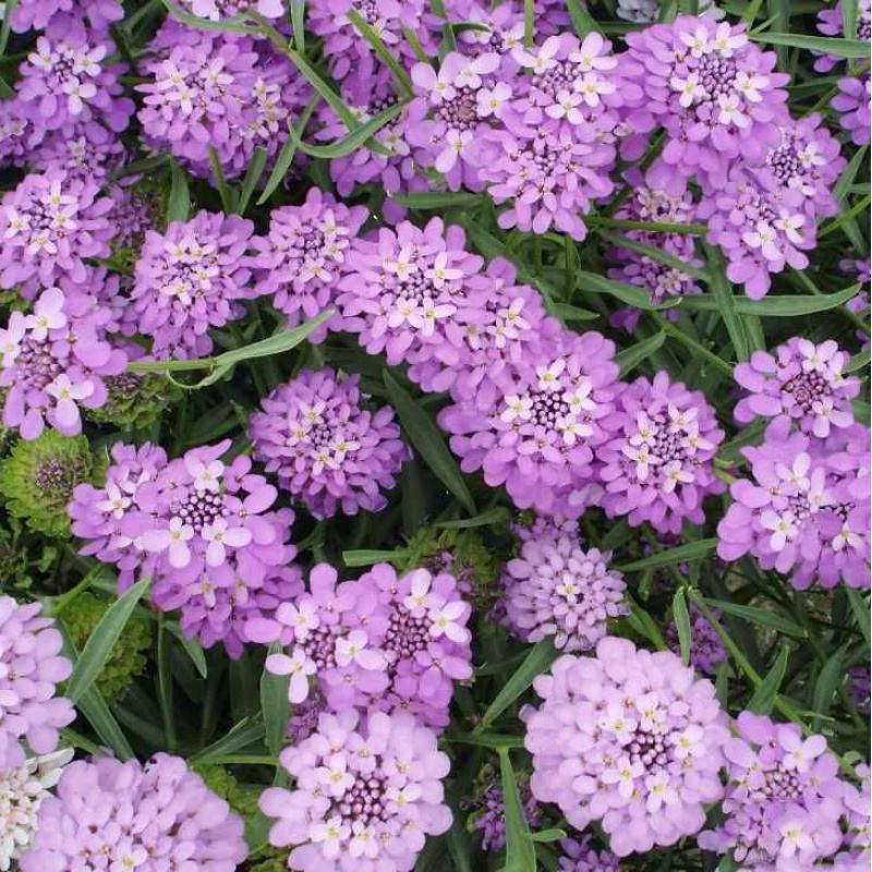 蜂室花种子矮生秋季物庭院屈曲花花籽花草室外花茂密观赏花坛