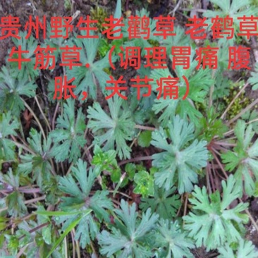 产地直供，野生药材老鹳草老鹤草