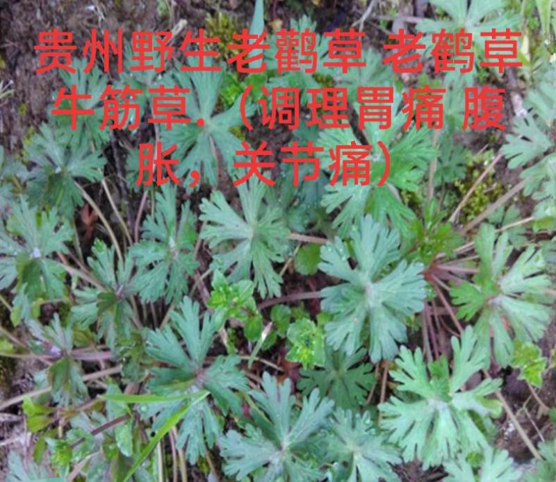 产地直供，野生药材老鹳草老鹤草