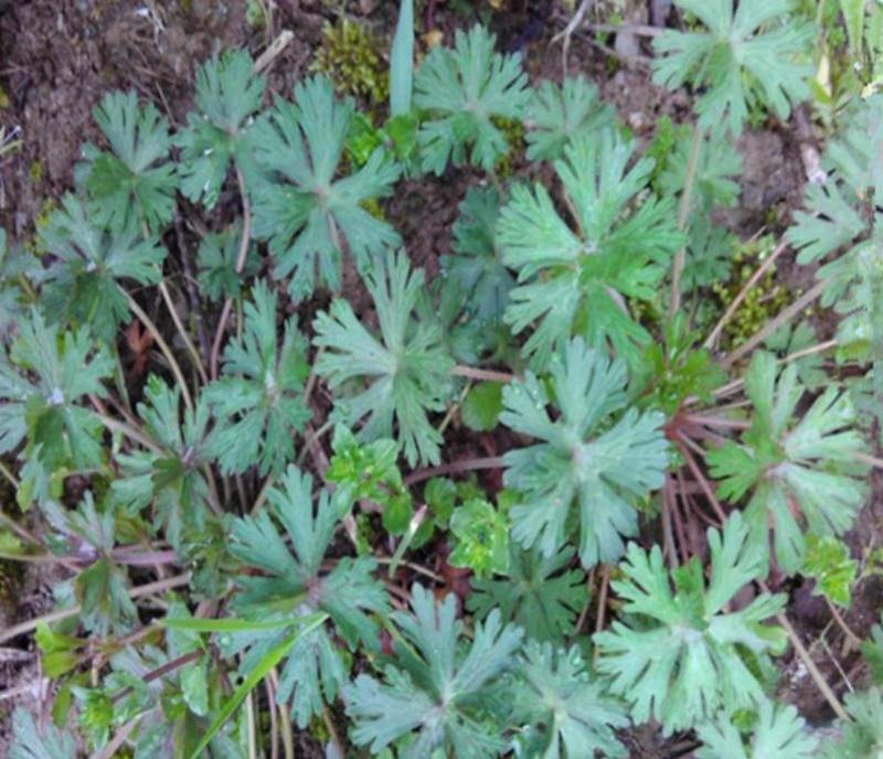 产地直供，野生药材老鹳草老鹤草