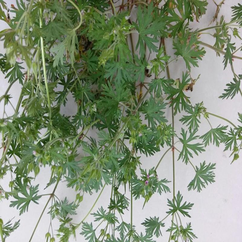 产地直供，野生药材老鹳草老鹤草