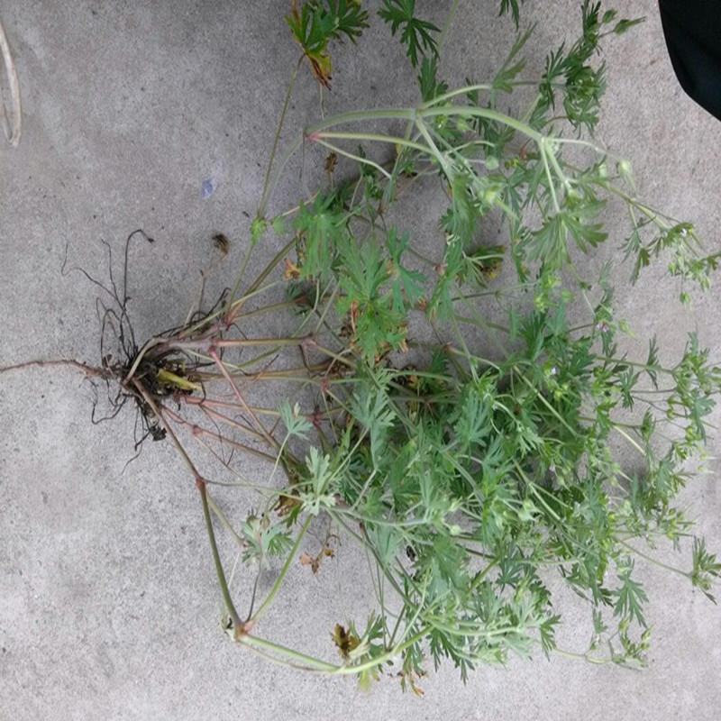 产地直供，野生药材老鹳草老鹤草