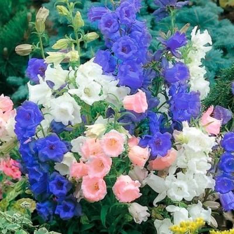 丛生风铃花种子花草花籽庭院室内阳台种盆栽花卉种子
