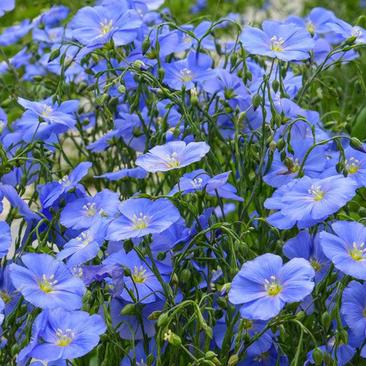 蓝花亚麻花种子兰花亚麻中午多年生蓝紫花卉种子