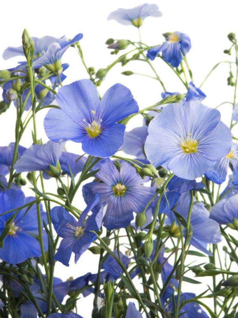 蓝花亚麻花种子兰花亚麻中午多年生蓝紫花卉种子