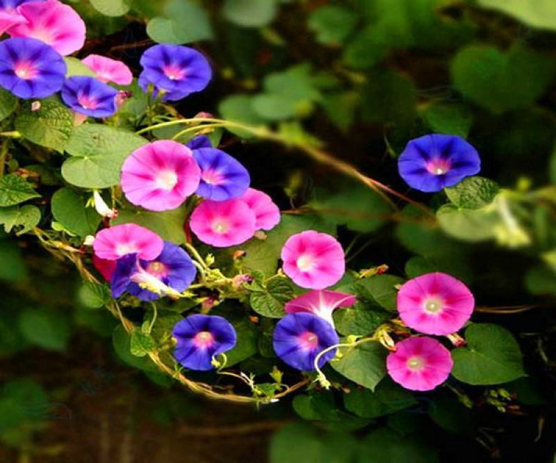 牵牛花种子爬藤花卉阳台庭院花种子花籽混色盆栽喇叭花种子