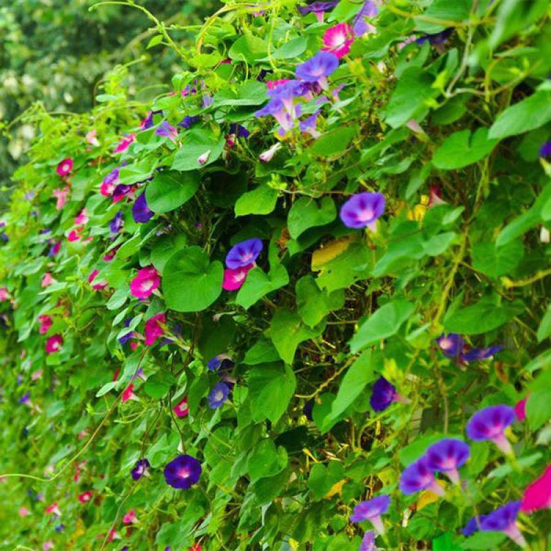 牵牛花种子爬藤花卉阳台庭院花种子花籽混色盆栽喇叭花种子