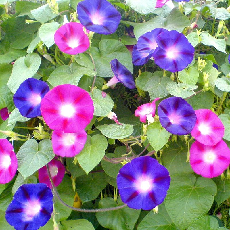 牵牛花种子爬藤花卉阳台庭院花种子花籽混色盆栽喇叭花种子