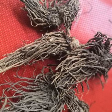 七厘丹