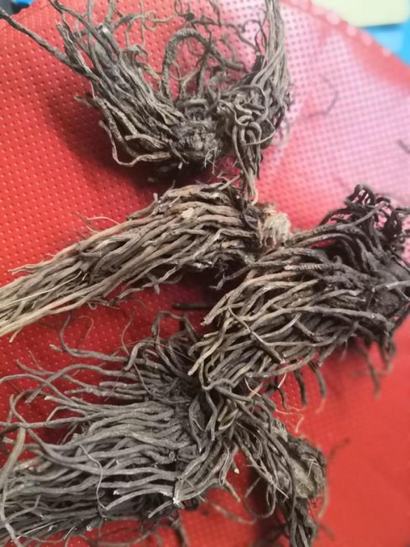 七厘丹