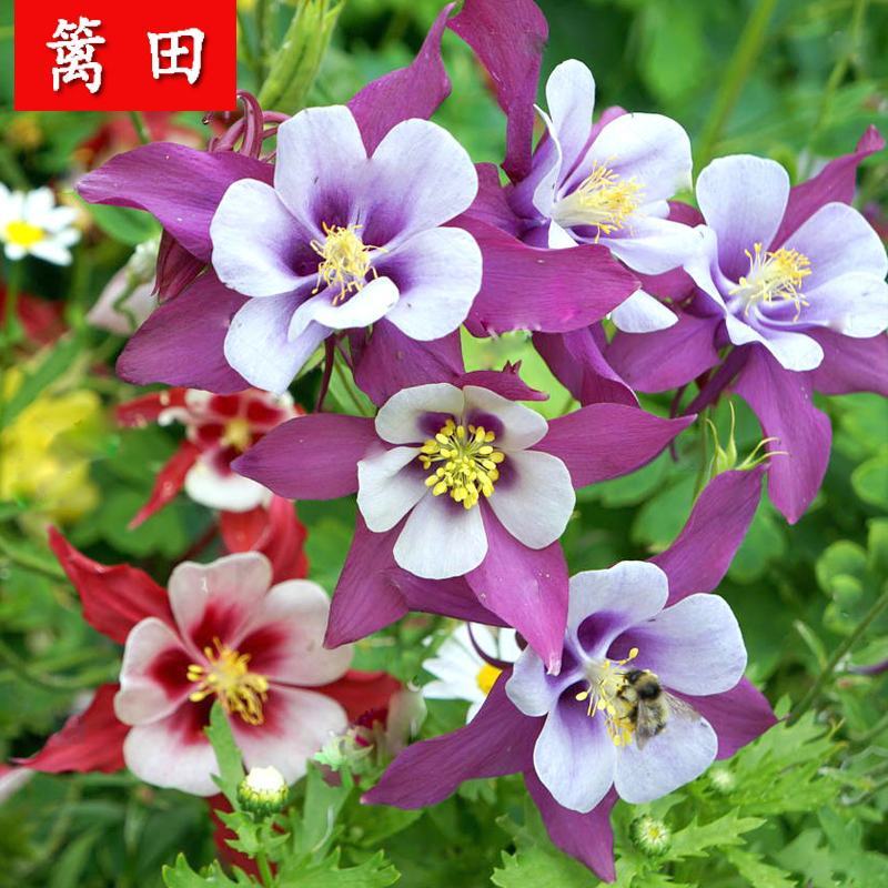 重瓣耧斗菜种子猫爪花易活花籽花种子四季开花漏斗菜种子