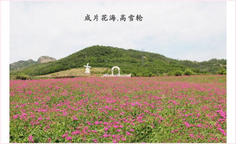 高雪轮花种籽子大片种植四季室外景观易种活花卉种子