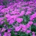 高雪轮花种籽子大片种植四季室外景观易种活花卉种子