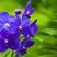紫罗兰新款防辐射阴花卉盆栽灯光即可四季开花花卉种子