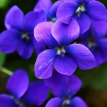 紫罗兰新款防辐射阴花卉盆栽灯光即可四季开花花卉种子