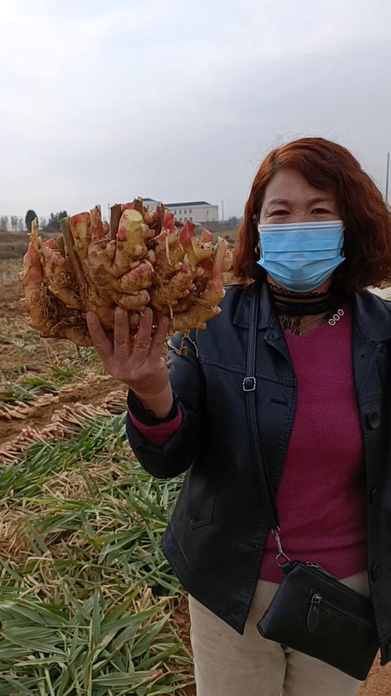山东优质生姜大黄姜大量供应货源充足价格便宜，常年供应