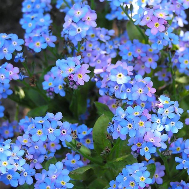 勿忘草花种子宿根多年生勿忘我种子盆栽耐寒易种花卉种子