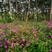 五彩紫茉莉花种子混色地雷花种子籽阳台盆栽庭院围栏耐寒易活